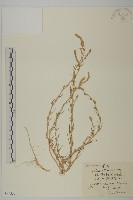 華蟲實藏品圖，第1張