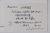 齒緣草藏品圖，第2張