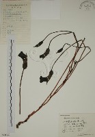 野菰藏品圖，第1張