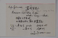 藍錠果藏品圖，第2張