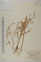 紊蒿藏品圖，第1張