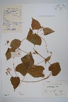 牛皮消藏品圖，第1張