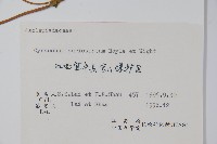 牛皮消藏品圖，第2張