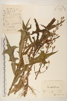 鵝仔草藏品圖，第1張