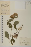 山白蘭藏品圖，第1張