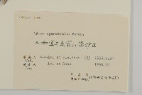 山白蘭藏品圖，第3張