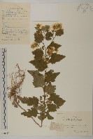 油菊、野菊藏品圖，第1張