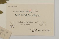 油菊、野菊藏品圖，第3張