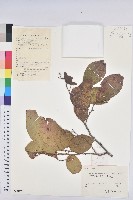 白木烏臼藏品圖，第1張