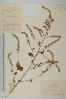角菜、珍珠菜藏品圖，第1張
