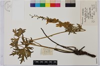 西伯利亞烏頭藏品圖，第1張