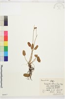 長葉鹼毛茛藏品圖，第1張