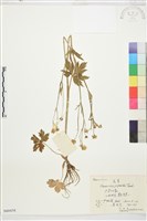 毛茛藏品圖，第1張