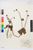 三角葉驢蹄草藏品圖，第1張