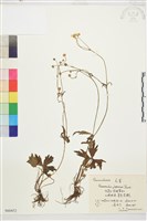 毛茛藏品圖，第1張