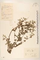 苦實菜藏品圖，第1張