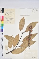 短尾葉石櫟、綿柯藏品圖，第1張