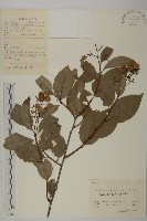 昆明山海棠藏品圖，第1張