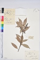 子彈石櫟藏品圖，第1張