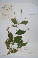 牛膝藏品圖，第1張