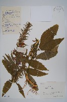 江南山梗菜藏品圖，第1張