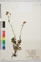 腎葉唐松草藏品圖，第1張