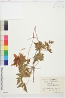 大花鐵線蓮藏品圖，第1張