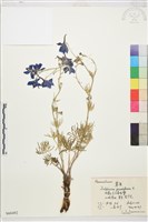 大花飛燕草藏品圖，第1張