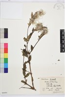 灌木鐵線蓮藏品圖，第1張