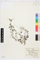 小水毛茛藏品圖，第1張