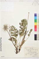 細葉白頭翁藏品圖，第1張