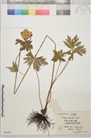 金蓮花藏品圖，第1張