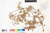 芹葉鐵線蓮藏品圖，第1張