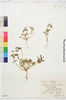 藍堇草藏品圖，第1張