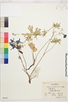 軟毛翠雀花藏品圖，第1張