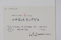 凹葉野莧菜藏品圖，第2張