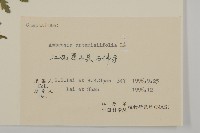 豬草、瘤果菊藏品圖，第3張