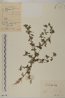 灰木藏品圖，第1張