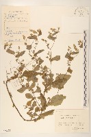 苦實菜藏品圖，第1張