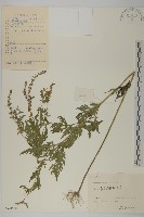 豬草、瘤果菊藏品圖，第1張