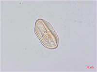 柺芹藏品圖，第1張