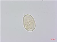 柺芹藏品圖，第2張