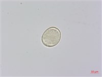 柺芹藏品圖，第3張