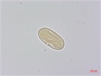 柺芹藏品圖，第4張