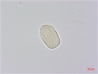 柺芹藏品圖，第6張