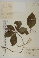 及己藏品圖，第1張