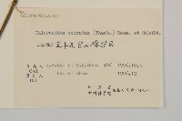 及己藏品圖，第3張