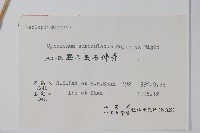 牛皮消藏品圖，第2張