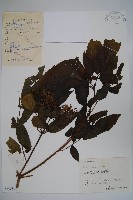 冇骨消藏品圖，第1張