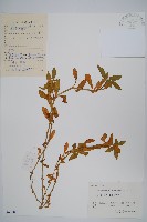 空心蓮子草藏品圖，第1張